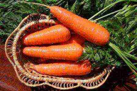 good varieties of carrots