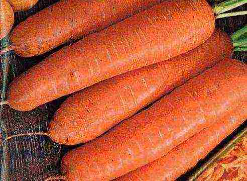 good varieties of carrots