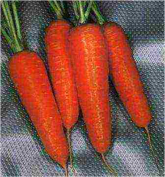 good varieties of carrots