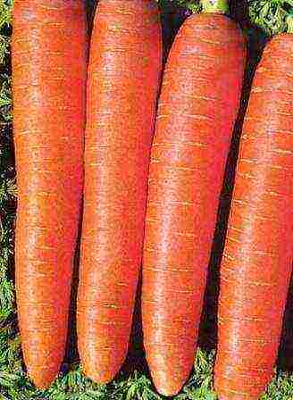 good varieties of carrots