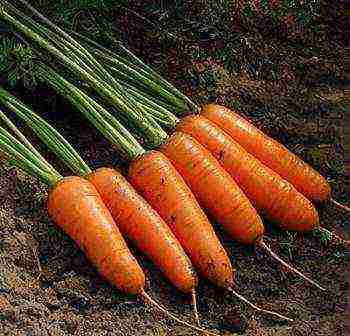 good varieties of carrots