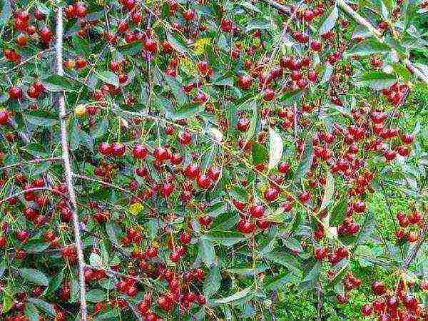 good varieties of cherries