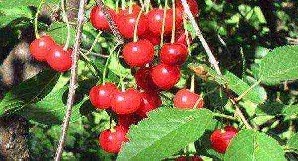 good varieties of cherries