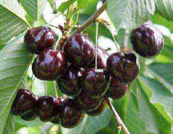 good varieties of cherries