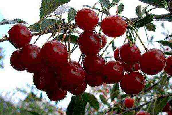 good varieties of cherries