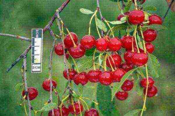 good varieties of cherries