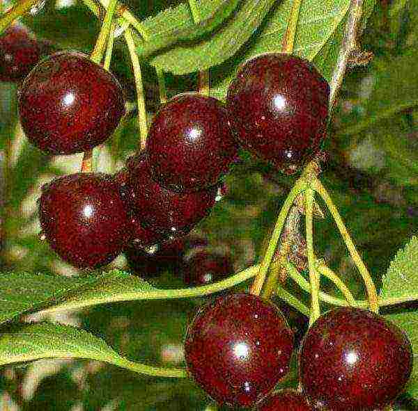 good varieties of cherries