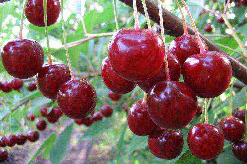 good varieties of cherries