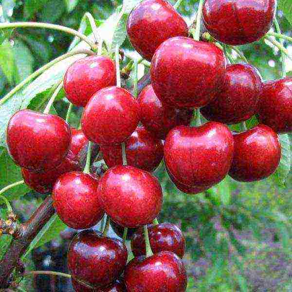 good varieties of cherries