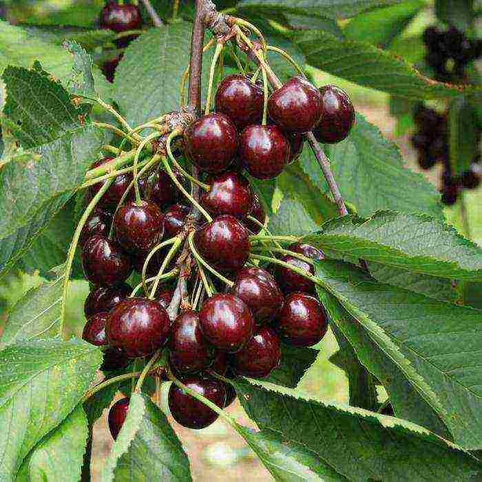 good varieties of cherries