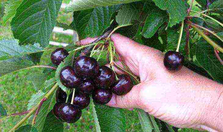 good varieties of cherries