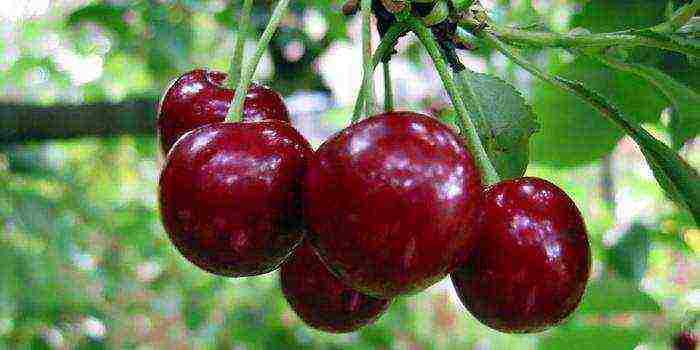 good varieties of cherries