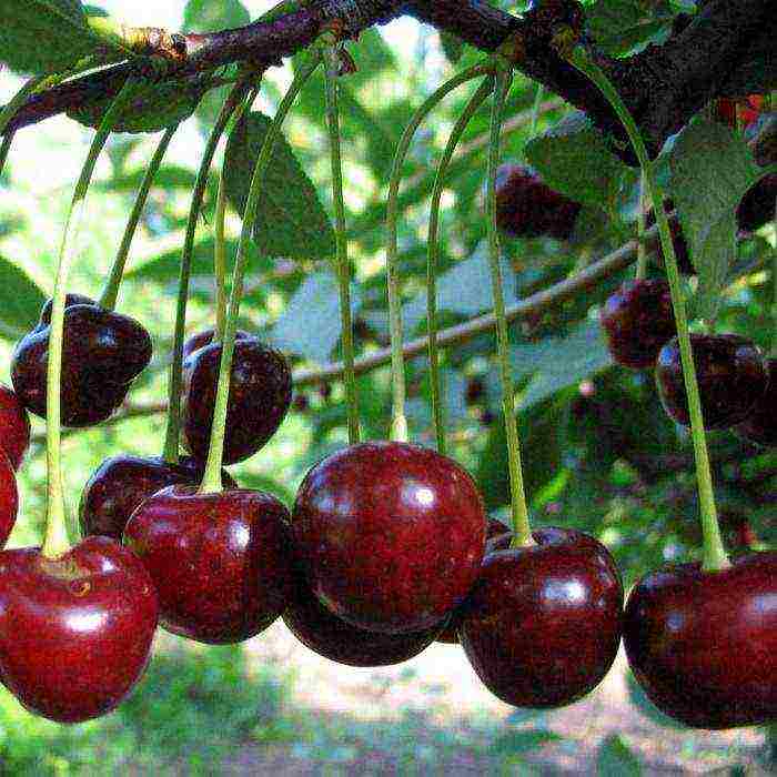 good varieties of cherries