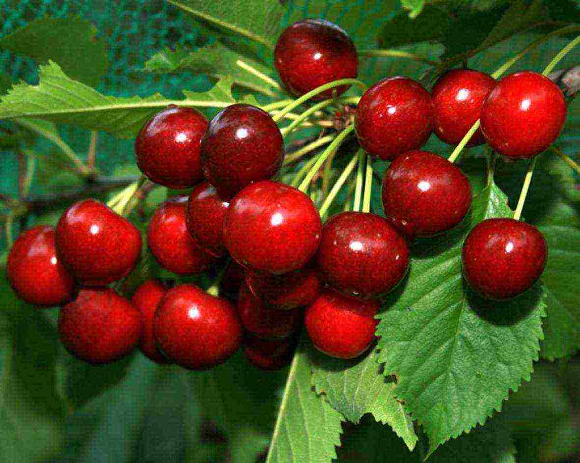 good varieties of cherries