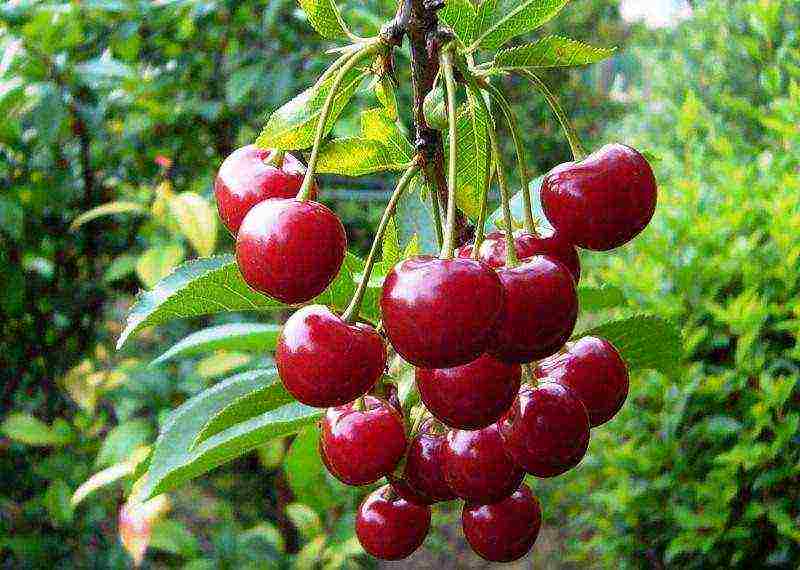 good varieties of cherries