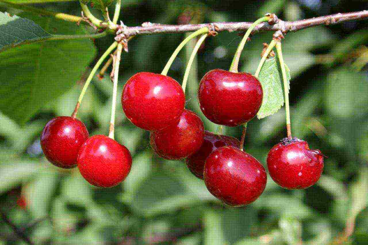 good varieties of cherries