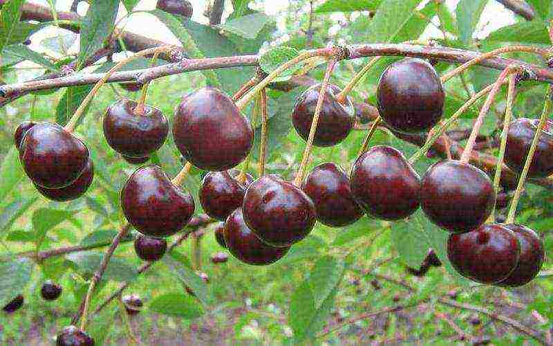 good varieties of cherries