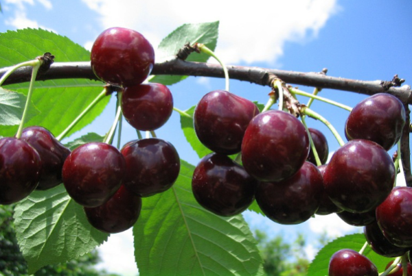 good varieties of cherries