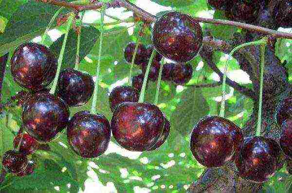 good varieties of cherries