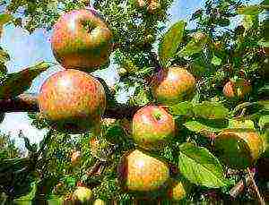 good varieties of apple trees