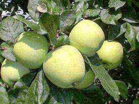 good varieties of apple trees