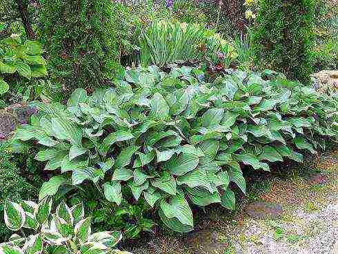 hosta best varieties