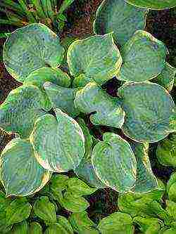 hosta best varieties