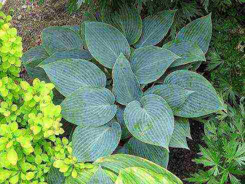 hosta best varieties