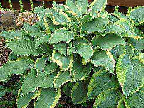 hosta best varieties