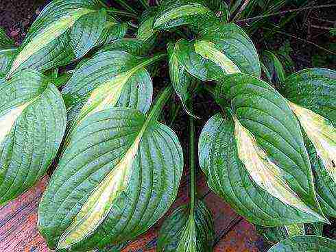 hosta best varieties