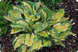 hosta best varieties