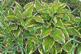 hosta best varieties