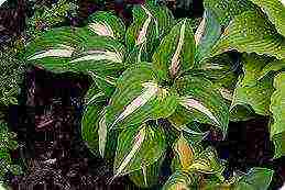 hosta best varieties