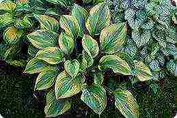 hosta best varieties