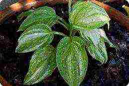 hosta best varieties