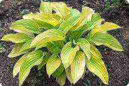 hosta best varieties