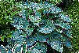 hosta best varieties