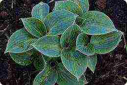 hosta best varieties