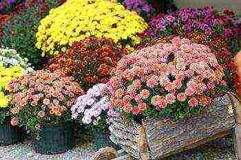 chrysanthemum planting and care in the open field in the Urals