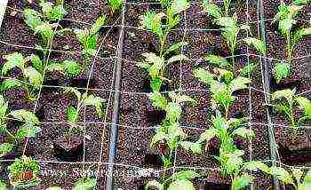 chrysanthemum planting and care in the open field in the Urals