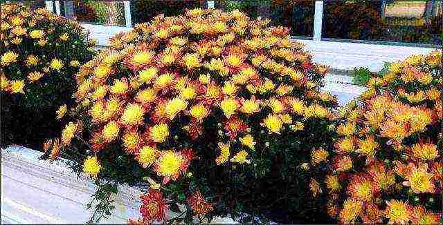 chrysanthemum planting and care in the open field in the Urals