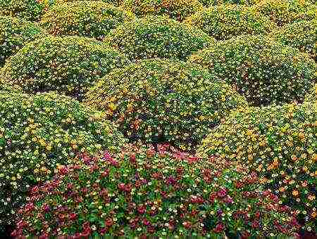 chrysanthemum planting and care in the open field in the Urals