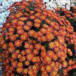 chrysanthemum planting and care in the open field in the Urals