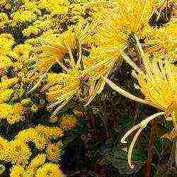 chrysanthemum planting and care in the open field in the Urals