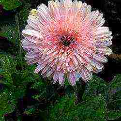 chrysanthemum planting and care in the open field in the Urals