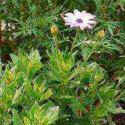 chrysanthemum planting and care in the open field in the Urals