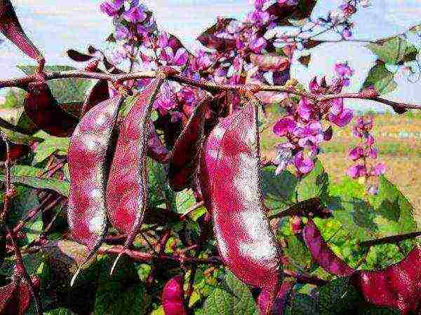 The color of the pods of decorative beans directly depends on the variety.
