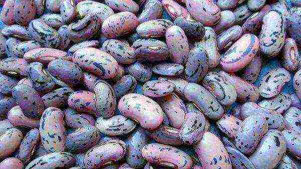 Ornamental beans are edible just like regular beans