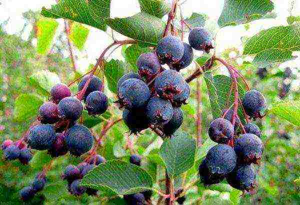 Ripe juicy berries of canadian irgi