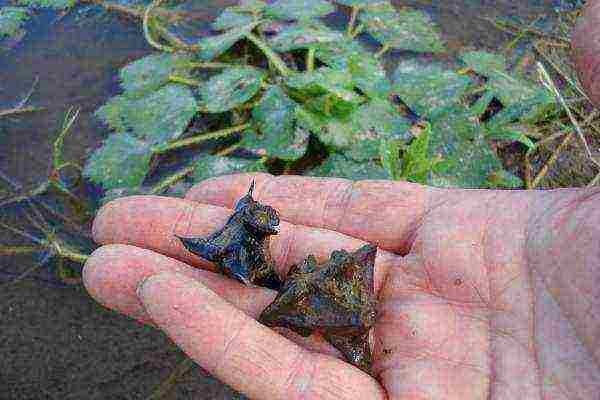 The water nut lives in stagnant lakes and bogs, floodplains of slow-flowing rivers with fresh water and a muddy bottom.